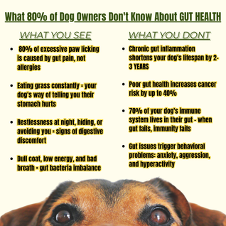 Dog Wellness Tincture