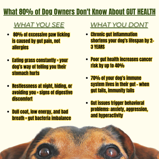 Dog Wellness Tincture