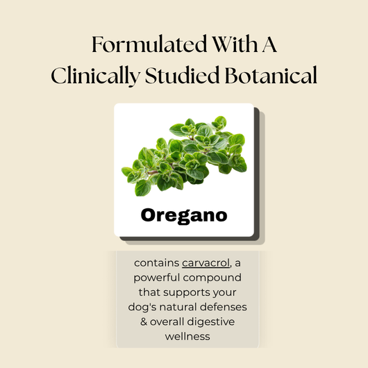 Dog Wellness Tincture
