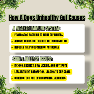 Dog Wellness Tincture